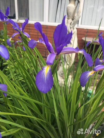 Садовые цветы