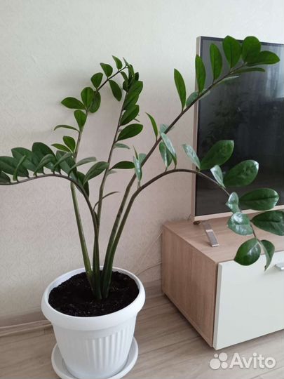 Замиокулькас женское счастье