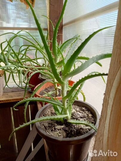 Алой,колеус,глоксинья