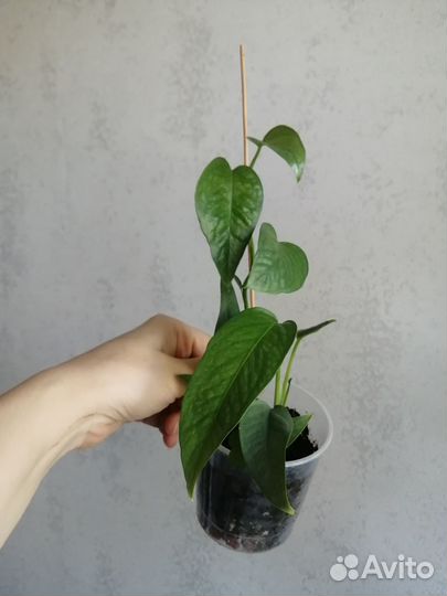 Эпипремнум, сциндапсус, филодендрон