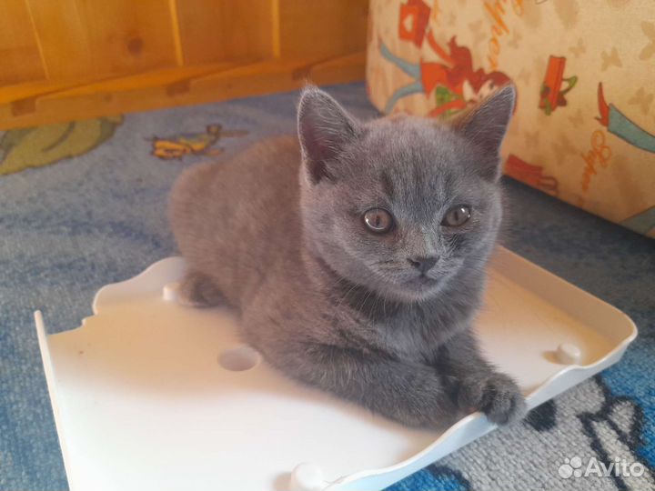 Британская