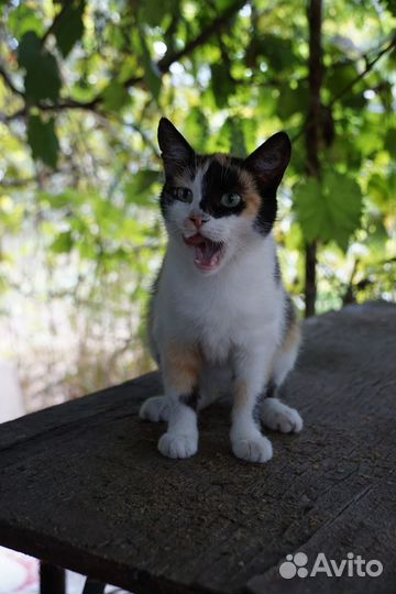 Серая и трёхцветная кошечки в добрые руки