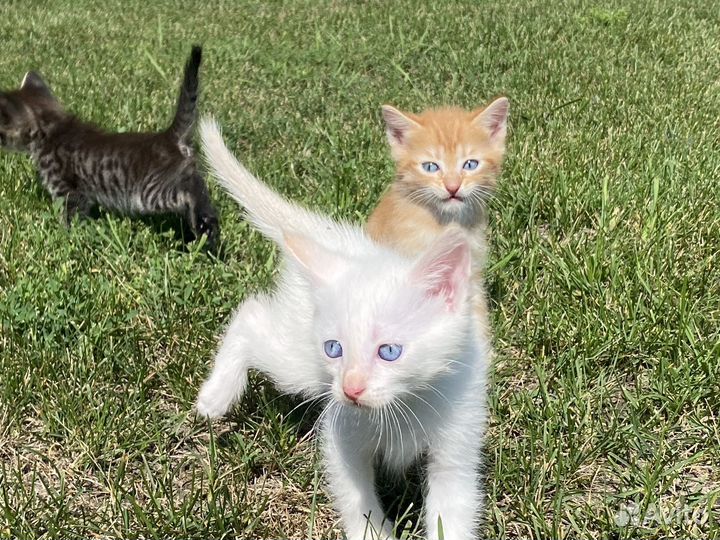 Котята в добрые руки мальчики