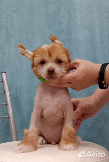 Мальчик Китайской хохлатой собаки