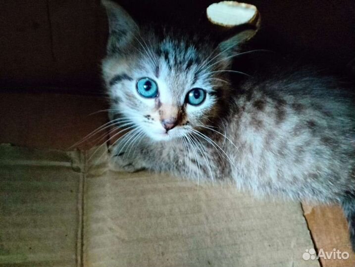 Европейская