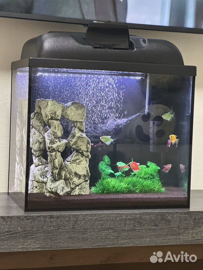 Аквариум с рыбками
