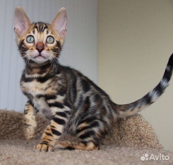 Бенгальская