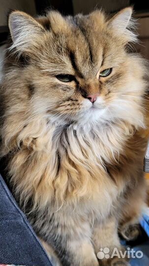 Вязка Шотландский Хайленд Страйт