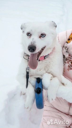 Собака-улыбака