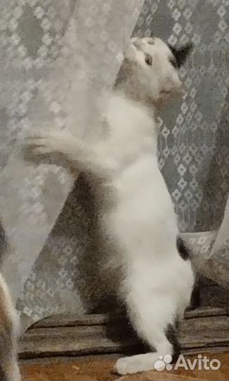 Котята отдам бесплатно