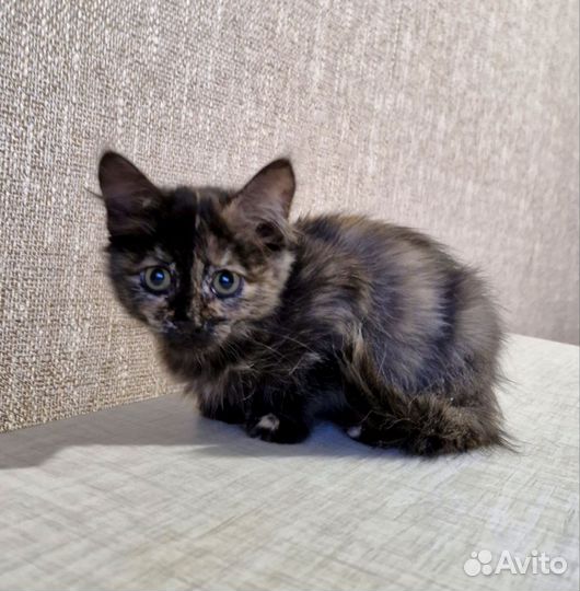 Котята сестренки