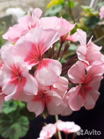 Пеларгония герань сортовая