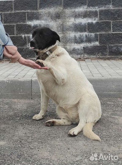 Собака в добрые руки