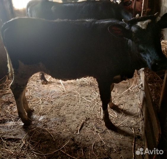 Продаются телки