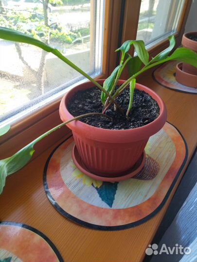 Хлорофитум