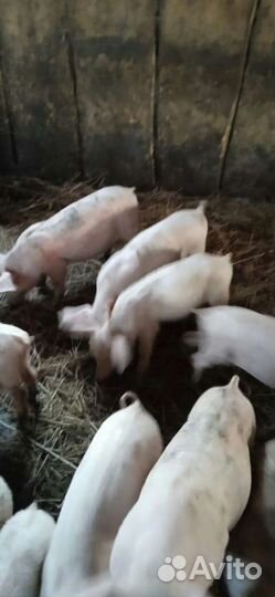 Поросята