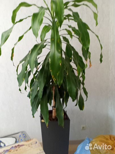 Пальма драцена