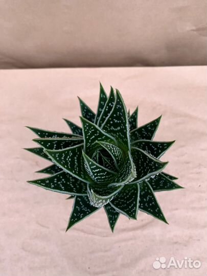 Алоэ Тики Таки