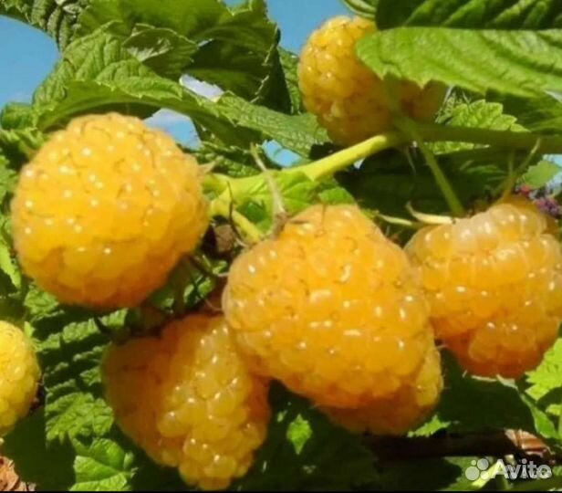 Саженцы желтой малины