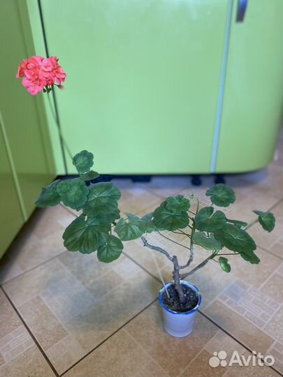 Пеларгония герань