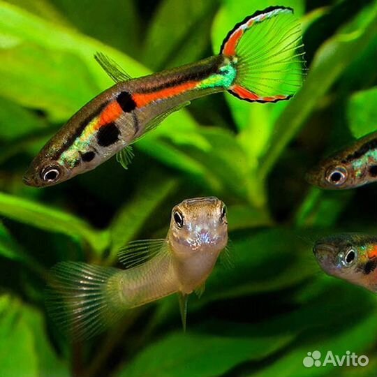 Гуппи эндлера