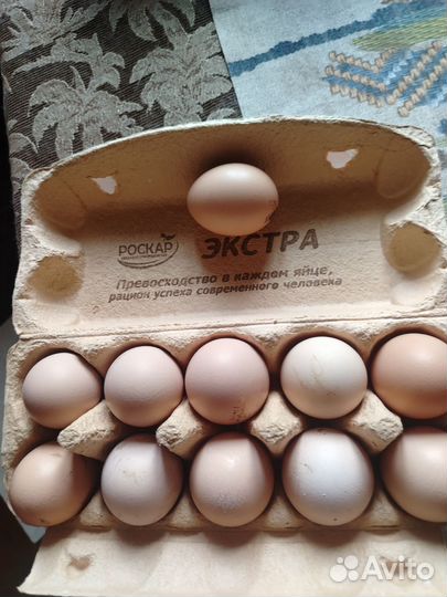 Яйцо инкубационное кучинской юбилейной