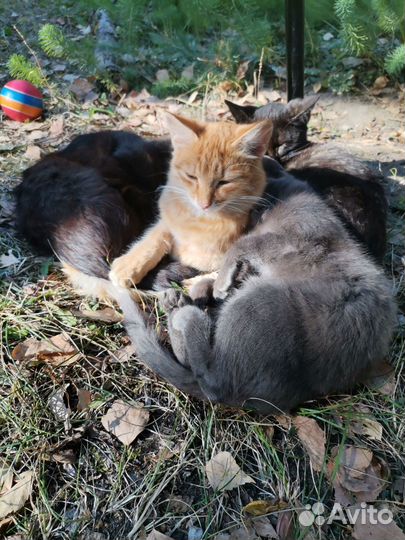 Котики в добрые руки