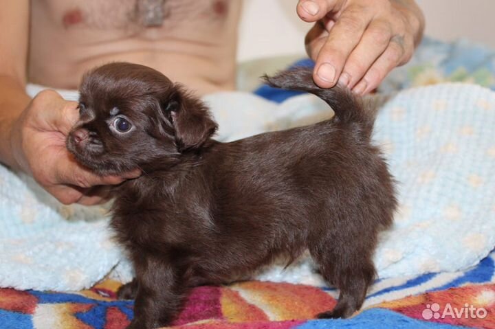 Чихуахуа шоколадный парень