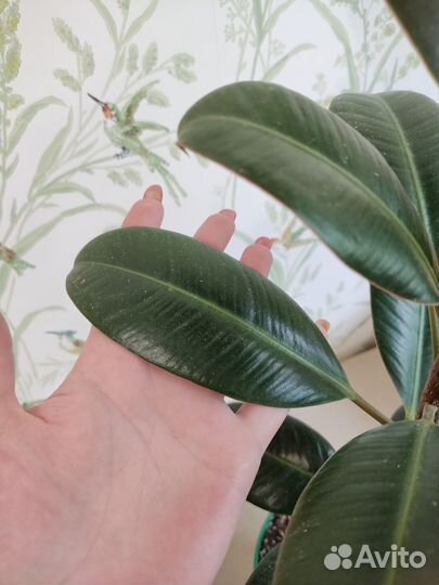 Фикус эластика каучуконосный