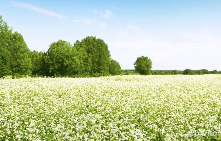 Мед Алтайский опт