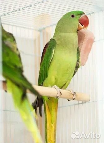 Александрийский попугай