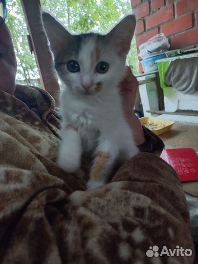 Чудесная девочка ищет теплый Дом