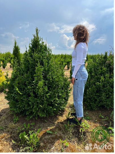 Туя брабант с гарантией приживаемости