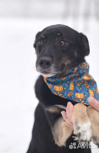 Багги хочет домой