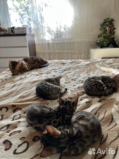 Бенгальские котята