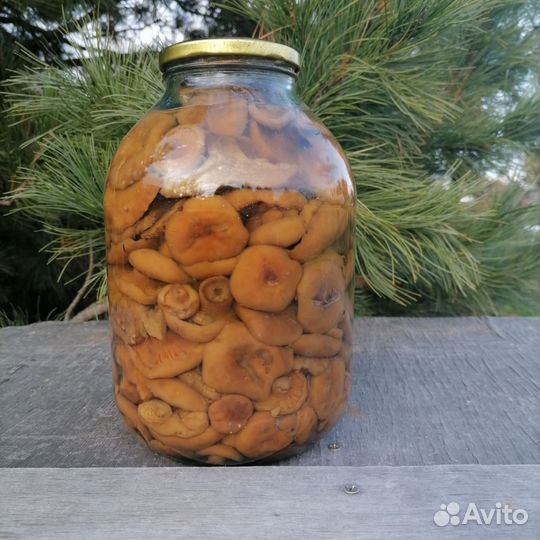 Грузди. Рыжики. Маслята. Опята. Белые. Грибы