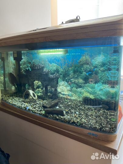 Аквариум с рыбками
