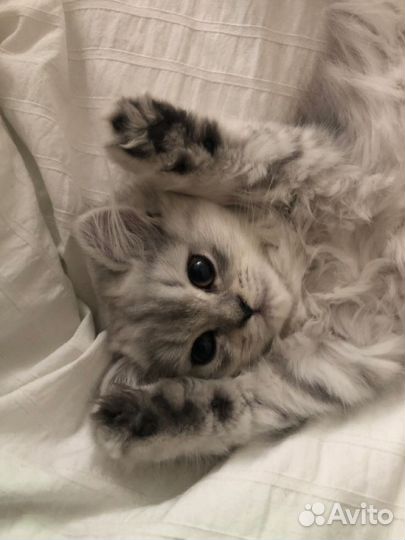 3 плаката с Сяо геншин