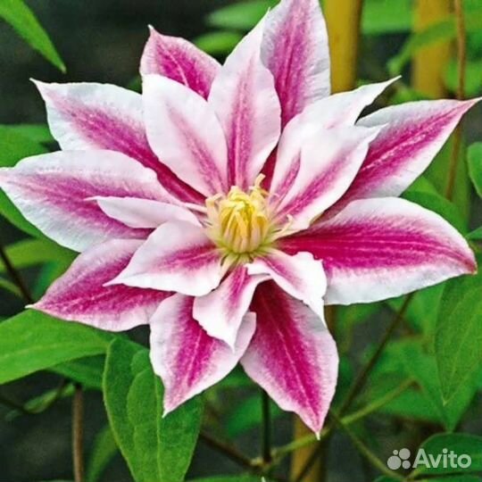 Клематисы-красивый многолетник