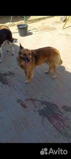 Собака по кличке Ральф в добрые руки