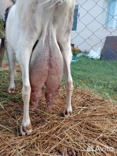 Коза дойная