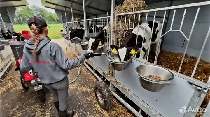 Телята для откорма