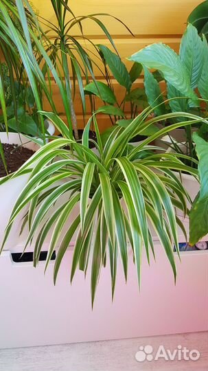 Комнатные растения цветы