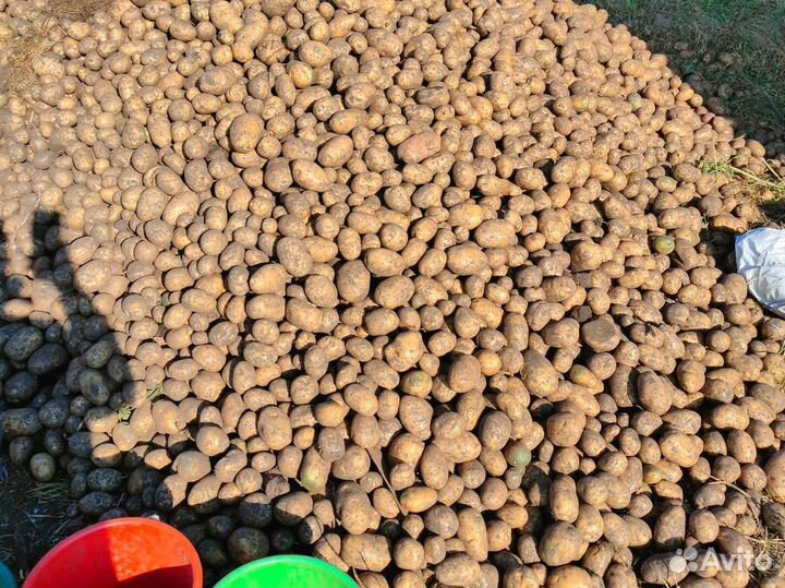Картошка картофель в Слюдянке мешками