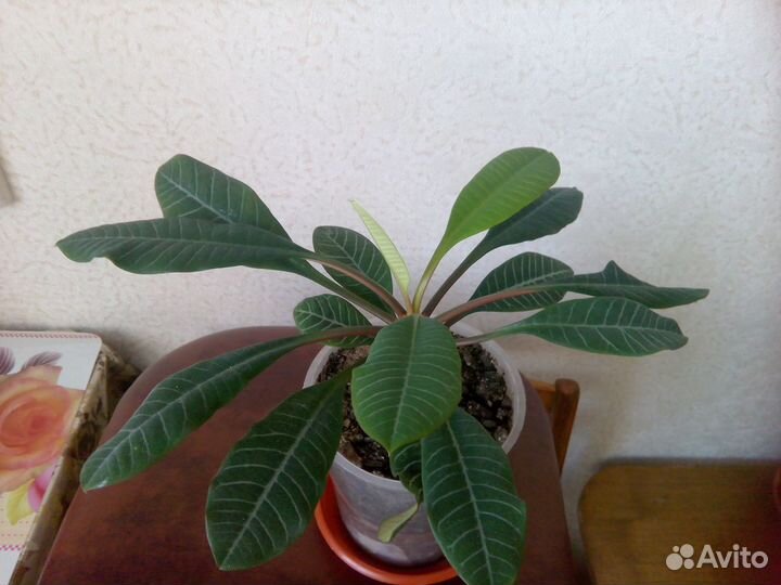 Цветок Молочай беложильчатый