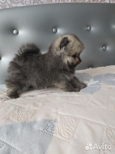 Щенки померанского шпица медвежьего типа