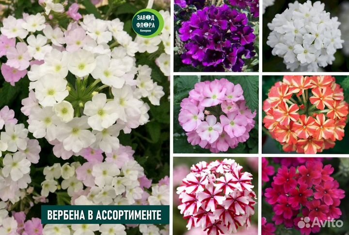Вербена 28 сортов (ук.черенки 0,1л)