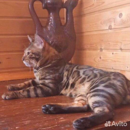 Бенгальский кот. Вязка