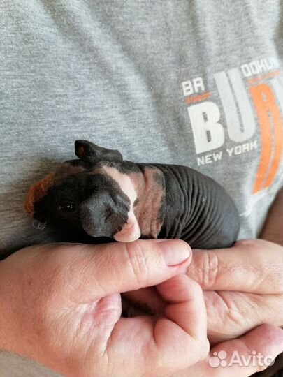 Морская свинка скинни