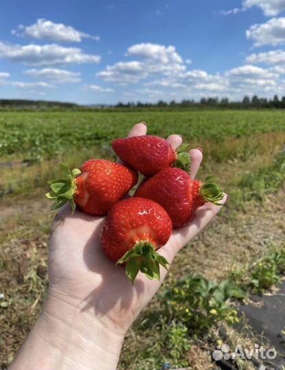 Рассада клубники